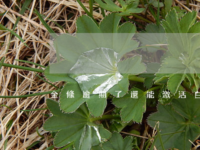 金條逾期了還能激活白條嗎