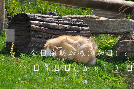 金條逾期加微信加錯(cuò)了(金條逾期還了還會(huì)來(lái)找我嗎)