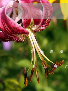 金條逾期后守約會(huì)花征信(金條逾期后守約會(huì)花征信)