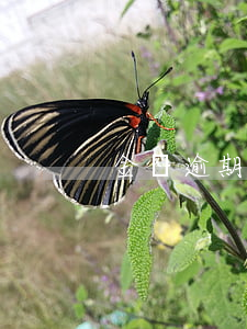 金條逾期多久上征(金條逾期多久上征信系統)