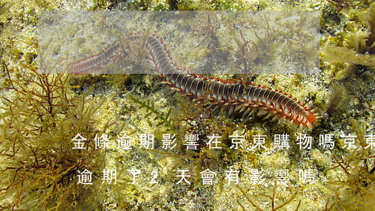 金條逾期影響在京東購物嗎(京東金條不小心逾期了2天會有影響嗎)