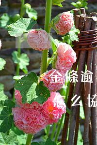 金條逾期怎么協(xié)商再次分期(金條怎么協(xié)商延期還款)