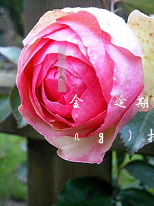 金條逾期會(huì)從微信里自動(dòng)扣款嗎-金條逾期會(huì)從微信里自動(dòng)扣款嗎安全嗎