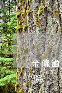 金條逾期正式遞交法院(金條逾期正式遞交法院)
