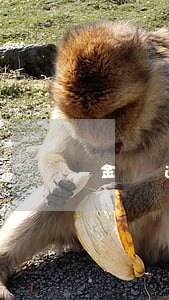 金條逾期為什么白條也不能用了-