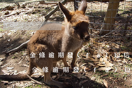 金條逾期發(fā)短信上門真的會來嗎-金條逾期發(fā)短信上門真的會來嗎安全嗎