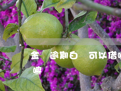 金條逾期白條可以借嘛(金條逾期白條可以借嘛)