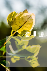 金條逾期讓全額還款(金條逾期一周要還全款)