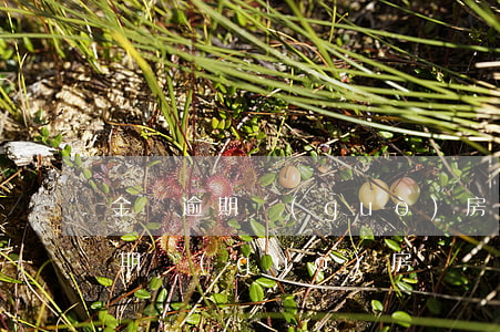 金條逾期過(guò)房貸還能辦嗎(金條逾期過(guò)房貸還能辦嗎)