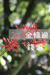 金條逾期過還能借嗎-金條逾期還了還能借錢嘛
