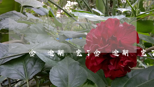 金條逾期還完了(金條逾期還完了多久可以用)