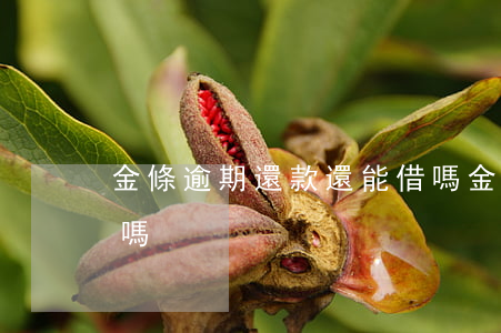金條逾期還款還能借嗎(金條逾期了還能再借嗎)