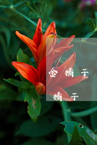 金橘子平臺(tái)借款逾期多久起訴 金橘子貸款逾期