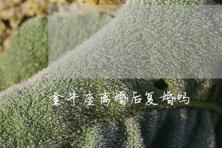 金牛座离婚后复婚吗