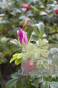 金翔律師事務(wù)所(羅翔律師事務(wù)所)