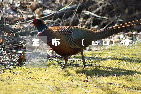 金華市債務(wù)律師排名