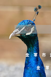 金華市武義債務(wù)合同律師詳情咨詢-金華武義法院