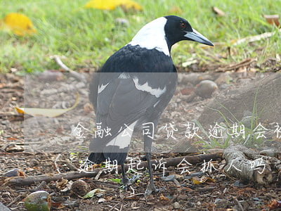 金融公司贷款逾期会被起诉吗(金融公司欠款逾期起诉会抓人吗)
