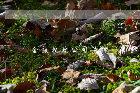 金融控股公司法律規(guī)制