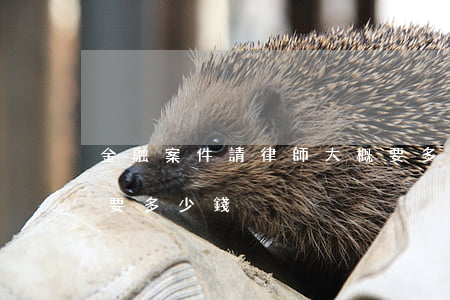 金融案件請律師大概要多少錢(請律師立案需要多少錢)