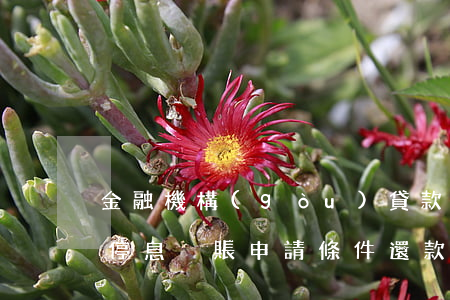 金融機構(gòu)貸款停息掛賬(銀行貸款停息掛賬申請條件 還款期限)