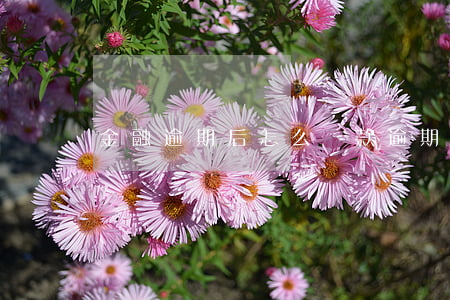 金融逾期后怎么還款(逾期還款怎么還)
