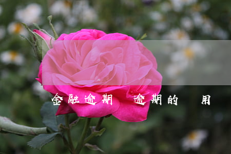 金融逾期費(逾期的費用)