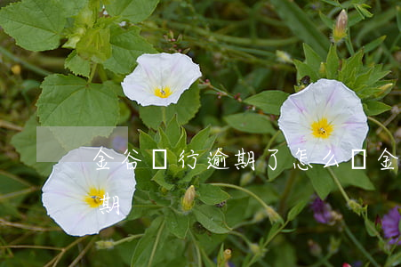 金谷銀行逾期了怎么辦(金谷信業(yè)逾期)