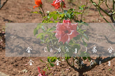 金農(nóng)易貸分期怎么看不到還款金額-金農(nóng)易貸分期怎么看不到還款金額了