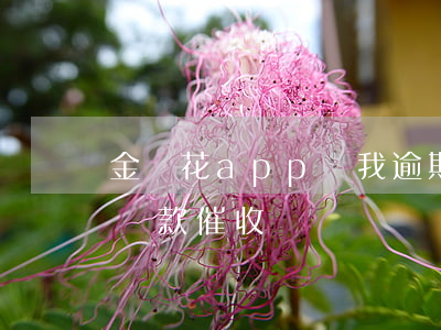 金銀花app說我逾期了打通訊錄-金銀花貸款催收