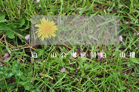鉑悅山公寓逾期(鉑悅山樓盤)