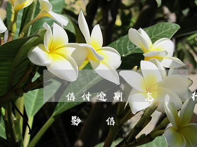 銀信付逾期會怎樣(銀行還款逾期了一天,會不會影響信譽)