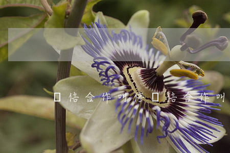 銀信合作叫停(銀信合作叫停)