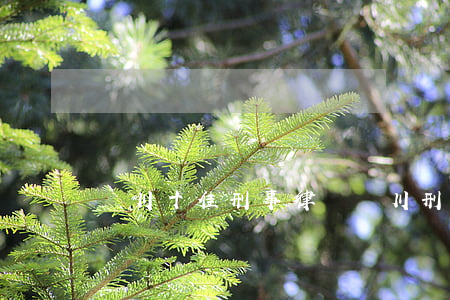 銀川十佳刑事律師(銀川刑事十大律師)