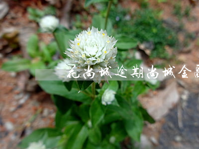 銀花尚城逾期(尚城金融逾期了會怎么樣)