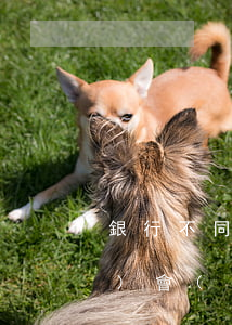 銀行不同意停息掛賬,如何給銀監(jiān)會(huì)寫信-銀行不同意停息掛賬,如何給銀監(jiān)會(huì)寫信