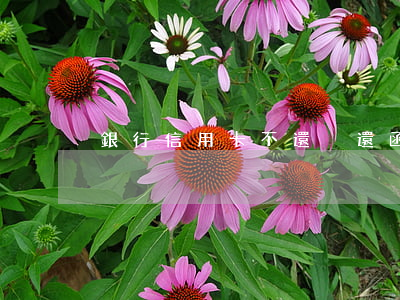 銀行信用卡不還偳還函