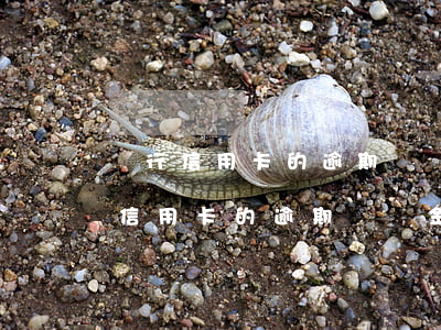 銀行信用卡的逾期違約金合法嗎怎么算（銀行信用卡的逾期違約金合法嗎）