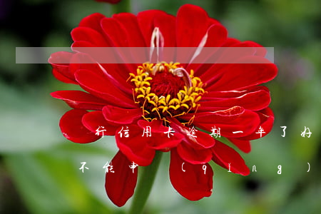 銀行信用卡逾期一年了好嗎(一年前逾期了能不能申請(qǐng)信用卡)
