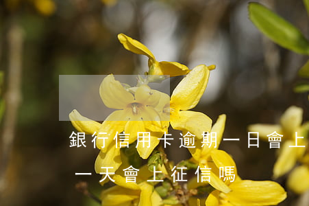 銀行信用卡逾期一日會上征信嗎-銀行逾期一天會上征信嗎