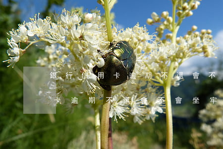 銀行信用卡逾期不還會不會坐牢-銀行信用卡逾期不還會不會坐牢呢