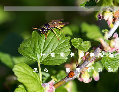銀行信用卡逾期但是錢(qián)都還了(怎么還信用卡逾期的錢(qián))