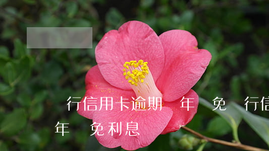 銀行信用卡逾期兩年減免(銀行信用卡逾期兩年減免利息)