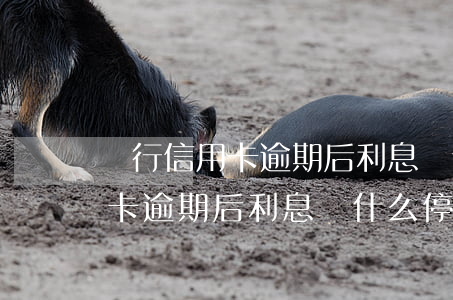 銀行信用卡逾期后利息為什么停了 銀行信用卡逾期后利息為什么停了