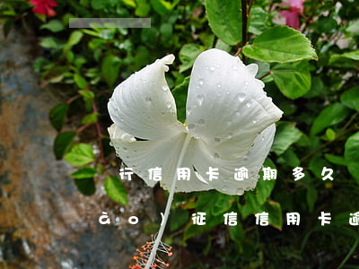 銀行信用卡逾期多久會(huì)上報(bào)征信(信用卡逾期幾天會(huì)影響征信嗎)