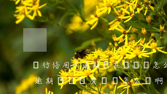 銀行信用卡逾期實在沒錢還怎么解決(信用卡逾期確實沒有錢還怎么辦啊)