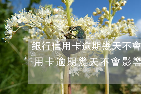 銀行信用卡逾期幾天不會影響征信-銀行信用卡逾期幾天不會影響征信吧