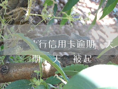 銀行信用卡逾期幾天會被起訴（銀行信用卡逾期幾天會被起訴）