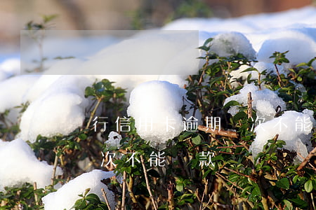 銀行信用卡逾期幾次不能貸(銀行信用卡逾期幾次不能貸款)