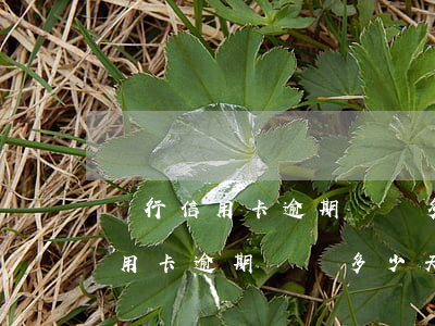 銀行信用卡逾期記錄多少天被上傳-銀行信用卡逾期記錄多少天被上傳征信